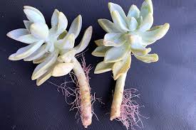 Image result for Streptopetalum