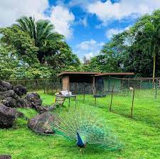 New The 10 Best Travel With Pictures Peacocks At The Panaewa Rainforest Zoo In Hawaii Panaewa Panaewaz Travel Experts Amazing Photography Big Island
