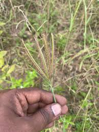 Image result for Courtoisina cyperoides