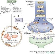 Tryamine Tyrosine Pharmacology Mthfr
