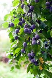 How To Take Care Of Plum Trees Plum Tree Fruit Garden Plants