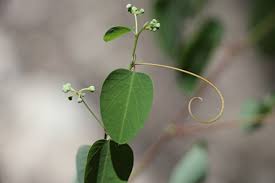 Image result for Helinus integrifolius