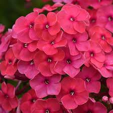 Garden phlox or summer phlox (phlox paniculata) is the tallest phlox in cultivation and is probably the species that most folks have in their gardens. Phlox Paniculata Ka Pow Pink