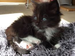 26 black ragdoll pictures and photos. Black And White Ragdoll Cross Leicester Leicestershire Pets4homes