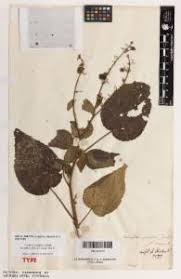 Image result for Triumfetta tomentosa