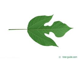 Image result for Broussonetia papyrifera