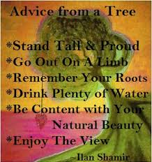 We just see and enjoy the beauty. Quote Advice From A Tree Crop Fans Of David Archuletafans Of David Archuleta