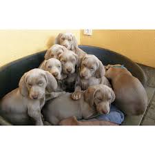 Image result for výmarský krátkosrstý ohař