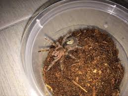 Phormictopus auratus (cuban bronze tarantula) about 6 mature male: Chaco Golden Knee Tarantula Feeding Video 1 Mealworm Juice Youtube