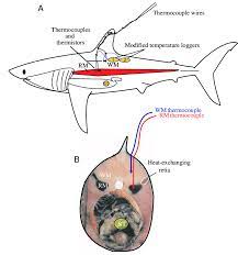 Sharks can swim much faster over short bursts when they are attacking prey. A Diagram Of A Mako Shark Showing The Positions Of The Temperature Download Scientific Diagram