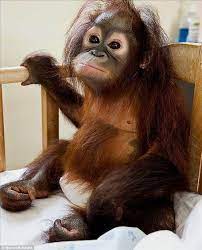 Sekamarrindu2009 S Blog Cute Baby Animals Orangutan Baby Orangutan