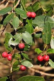 Image result for Mystroxylon