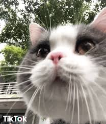 New Gif On Giphy Cute Cats Cats Funny Animal Videos