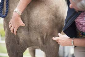 Cancer In Horses Three Of The Most Common Types Horse Hound