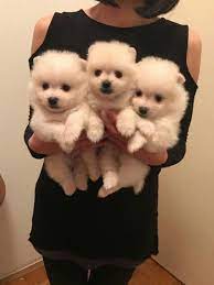 All adopted animals will be spayed/neutered, current on vaccinations, protected again fleas and ticks, microchipped, sent home with a free bag of science diet pet food, and much more! Pomeranian Puppies For Sale West Palm Beach Fl Pomeranian Puppy For Sale Puppies For Sale Puppies