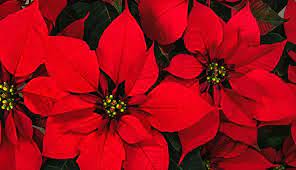 Poinsettia Christmas Flower Meanings On Whats Your Sign Poinsettia Plant Christmas Plants Poinsettia Flower