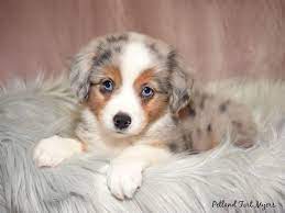 Australian shepherd huntsville, alabama, united states we have 6 standard size australian shepherds, 3 males and 3 females. Australian Shepherd Welpen Mit Und Ohne Papiere Hunde Haustier Anzeiger