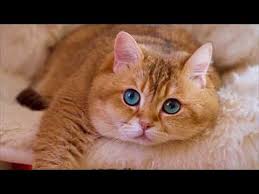 Let's find out and also get some more facts about these wonderful creatures. What Kind Of Cat Is Garfield How To Discuss