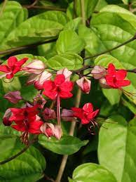 Bleeding heart flowers are usually pink, white, red, or yellow and their height ranges from six inches to two feet. Violet Queen Bleeding Heart Vine Clerodendrum Delectum Bleeding Heart Vine Bleeding Heart Florida Flowers