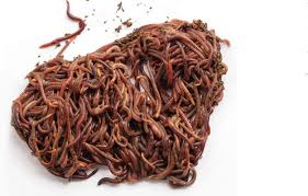Antara umpan terbaik untuk memancing udang galah adalah cacing tanah, anak udang atau udang nasi atau udang beras dan organ dalaman ayam. 10 Umpan Paling Popular Kaki Pancing