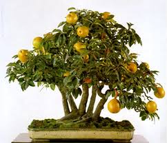 Consider crabapple fruit trees as bonsai, particularly the cultivars 'calloway' and 'harvest gold.' they delight with snowy blossoms in springtime and leaves that turn gold in autumn. A Guide To Growing Bonsai Fruit Trees