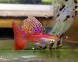 A Discussion Of The Micariff Phenotype Misconceptions And Facts Guppy Fish Freshwater Aquarium Fish Guppy