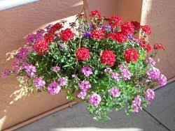 Scegli bakker e acquisti online bulbi da fiore, piante, articoli per il giardinaggio, e ricevi preziosi consigli di giardinaggio. Fiori Da Balcone Pendenti Avro Cura Di Te