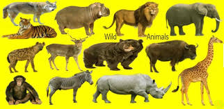 Learn 40 Wild Animals Name With Relevant Necessary Vocabulary Pictures Lion Spirit Animal Animals Bear Spirit Animal