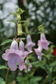 Image result for Ceratotheca triloba