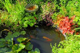 Plante aquatique oxygenante pour petit bassin. Bassin Decoratif Bien Choisir Sa Deco Et Ses Plantes Aquatiques Magazine Avantages