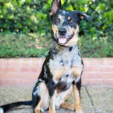 image result for catahoula german shepherd mix leopard dog