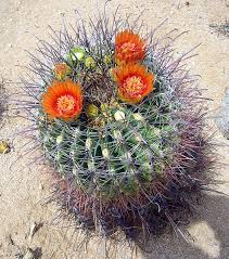 This site helped me understand, what is necessary to make the seeds sprout. Cactus Seed Instructions Blueprint Earth