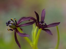 Image result for Iphigenia pauciflora