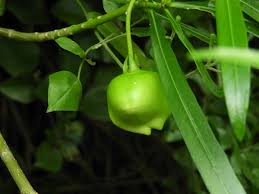 Image result for Cascabela