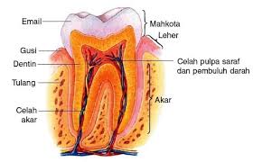 Gigis bisa terjadi karena banyak hal, salah satunya kurang menjaga kebersihan gigi. Gambar Gigi Pengertian Ciri Struktur Bagian Dan Jenis