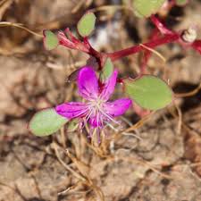 Image result for Trianthema salsoloides