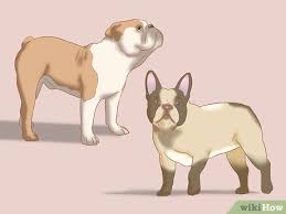 They can sometimes have much lankier legs and can be well, of all the bulldogs, french bulldogs tend to be the healthiest. 3 Ways To Identify An English Bulldog Wikihow