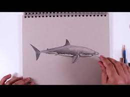 learn how to draw an accelerated shark video animal drawings drawings learn to draw