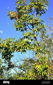 Image result for Sterculia appendiculata