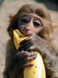 Monkeys Banned From Eating Bananas At Devon Zoo Funny Monkey Pictures Monkey Pictures Monkeys Funny
