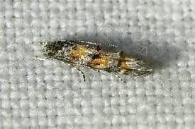 Image result for Mompha miscella