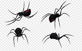 Marvel cinematic universe production company: Spider Southern Black Widow Latrodectus Hesperus Drawing Black Widow Spider Art Black Widow Spider Web Arachnid Png Pngwing