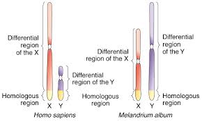 Biol2250 Genetics