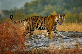 A tiger knows if it is in. 8 Amazing Bengal Tiger Facts