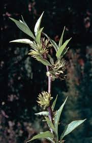 Image result for Metteniusaceae