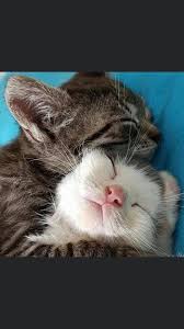 Kedi Resimleri Posts Facebook