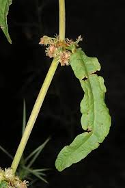 Image result for Rumex nepalensis