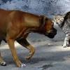 Let these cats show you how in this deceptive episode of cat clips. Https Encrypted Tbn0 Gstatic Com Images Q Tbn And9gctyayfqncldls4jlbuzjaxrciiop754yqdkijnwimda5ra5wuex Usqp Cau