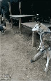 Wolf gif wolf gif wolf gif wolf gif … Wolves Gifs Primo Gif Latest Animated Gifs