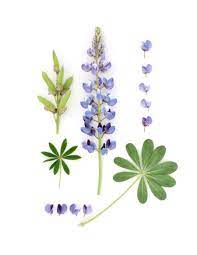 Stills Still Lupine Flowers Flower Drawing Lupines